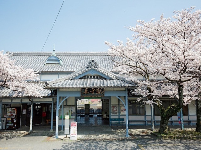 養老駅の桜