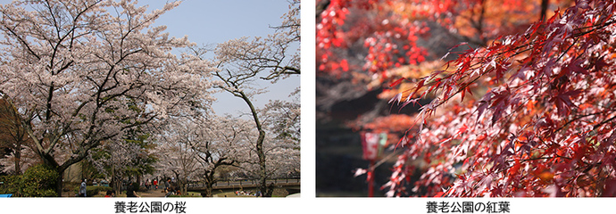 写真：養老公園の桜、養老公園の紅葉