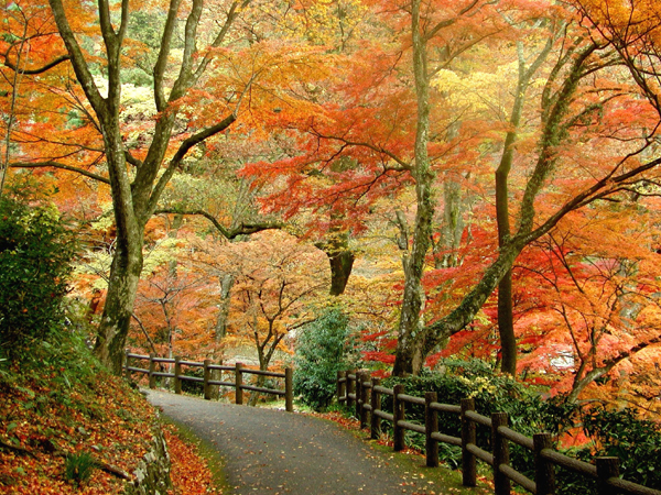 写真：養老公園の紅葉
