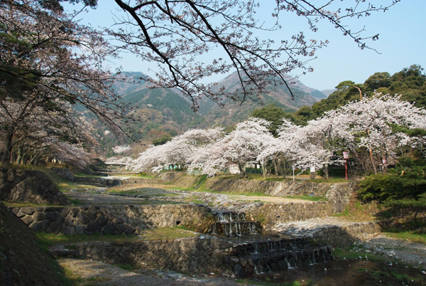養老公園の桜